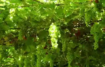 新疆迷人的葡萄沟,图二