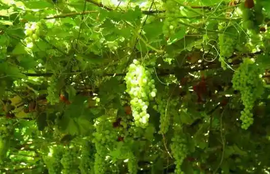 新疆迷人的葡萄沟