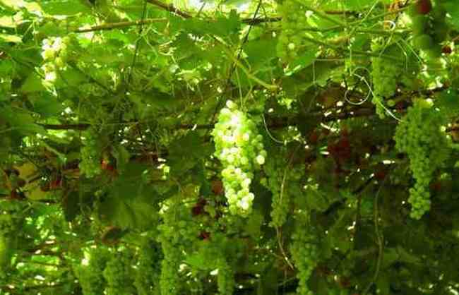 新疆迷人的葡萄溝,圖二