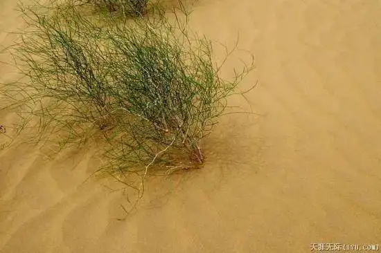 穿越塔克拉玛干（下）