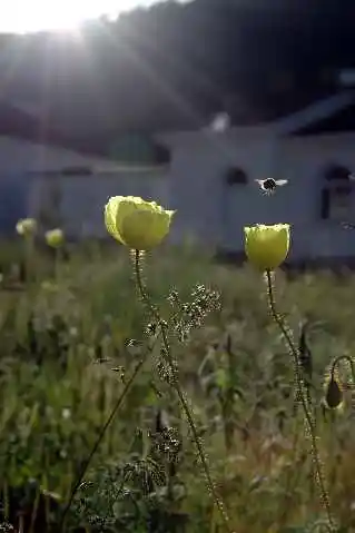 (北疆之二)贾登峪的夜与晨