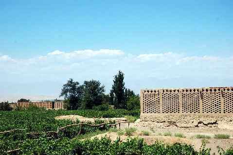 (北疆之五)吐鲁番的葡萄还没有熟,图十五