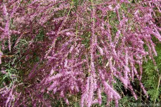 穿越塔克拉玛干（上）