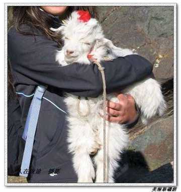 天山天池--美丽新疆游,图六