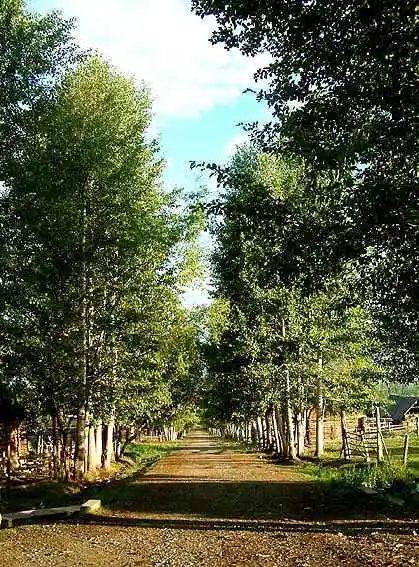 新疆盛宴—喀纳斯