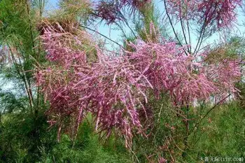 穿越塔克拉玛干（上）,图十九