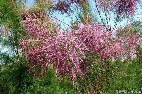 穿越塔克拉玛干（上）