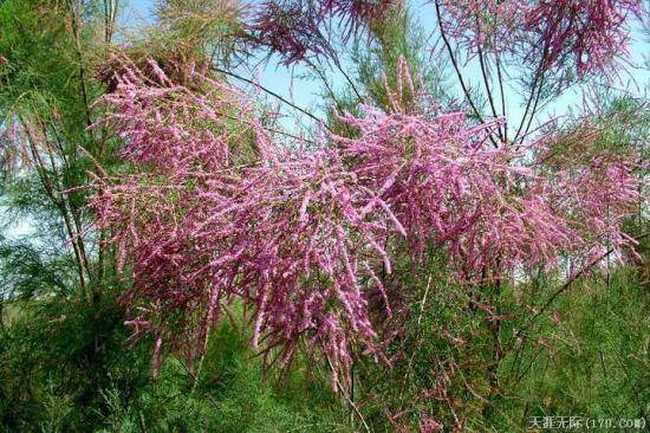 穿越塔克拉玛干(上),图十九