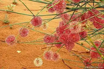 穿越塔克拉玛干（下）,图二十