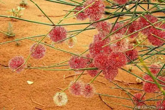 穿越塔克拉玛干（下）