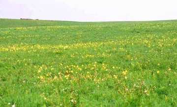 阿尔山，永远的回忆,图二