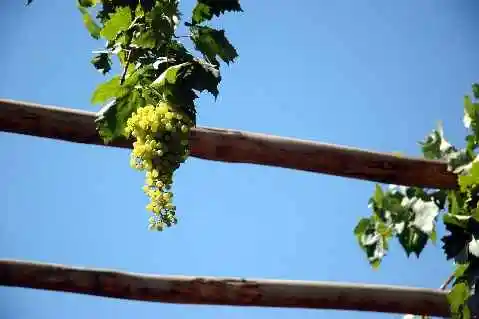 (北疆之五)吐鲁番的葡萄还没有熟