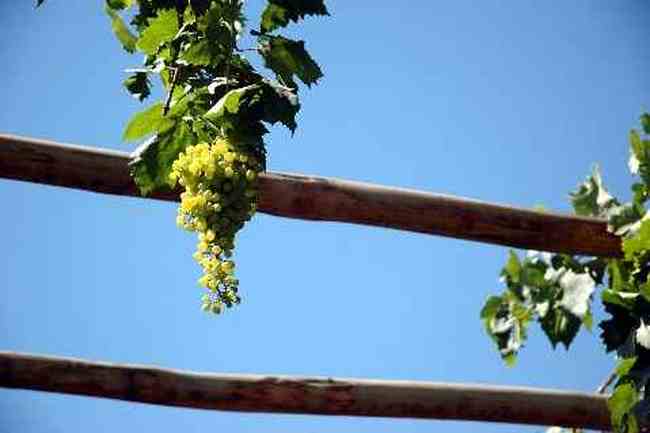 (北疆之五)吐鲁番的葡萄还没有熟,图七