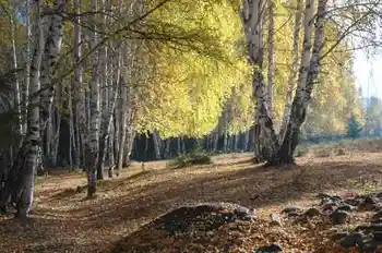 新疆行吟(７)：童话般的禾木村,图十六