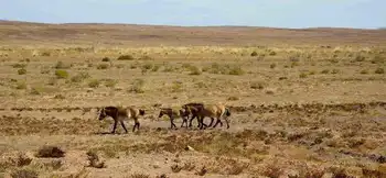 金秋北疆行,图二