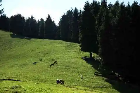 (北疆之六)南山牧场