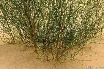 穿越塔克拉玛干（下）,图十八