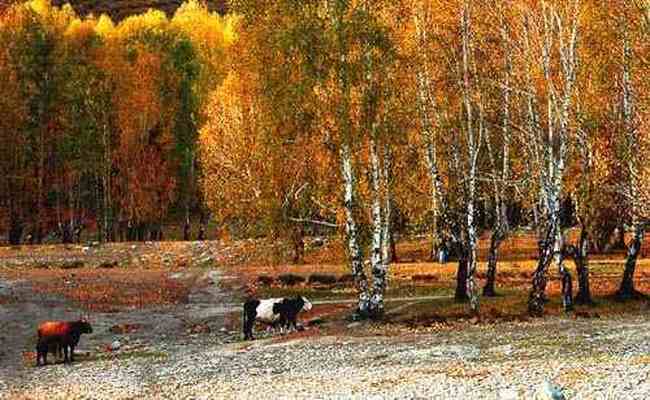 图瓦村--中国最美的古村,图四