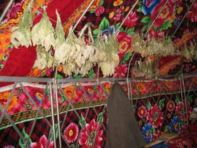 新疆，心无疆—中国新疆天山1号冰川、南山,图十八