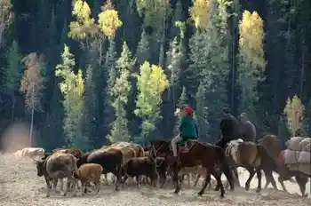 新疆行吟(７)：童话般的禾木村,图九