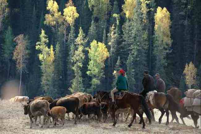 新疆行吟(７)：童话般的禾木村,图九