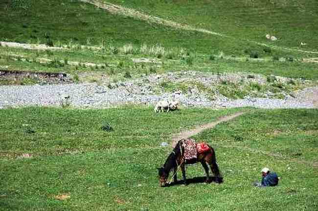 (北疆之六)南山牧場,圖四