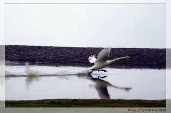 起飞----着陆《赛里木湖》,图二