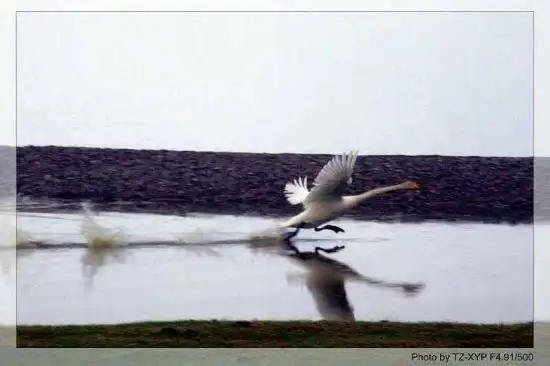 起飞----着陆《赛里木湖》