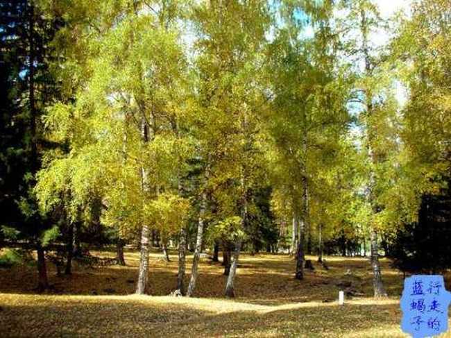 新疆圆舞曲7,图二十二