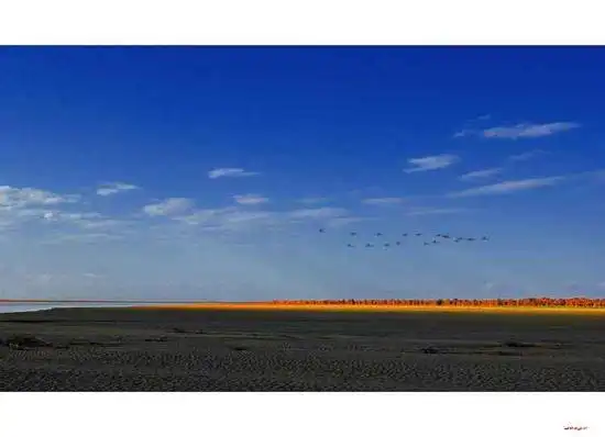 陶醉在塔里木河畔