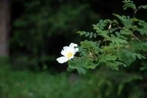 (北疆之七)天池