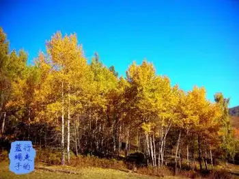 新疆圆舞曲2,图十一