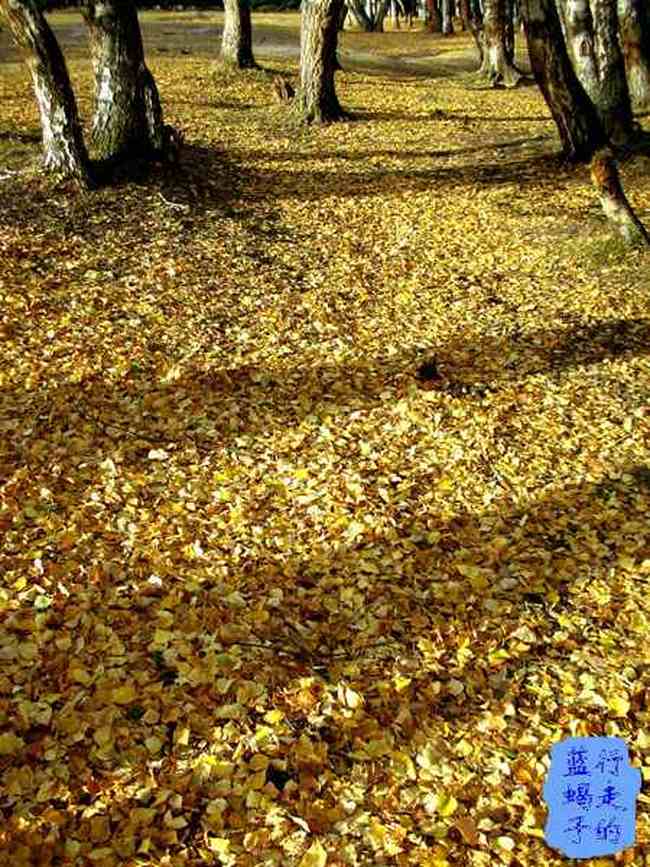 新疆圆舞曲3,图二十二