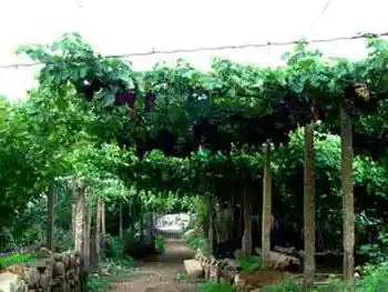 迷人的葡萄沟---新疆吐鲁番,图三