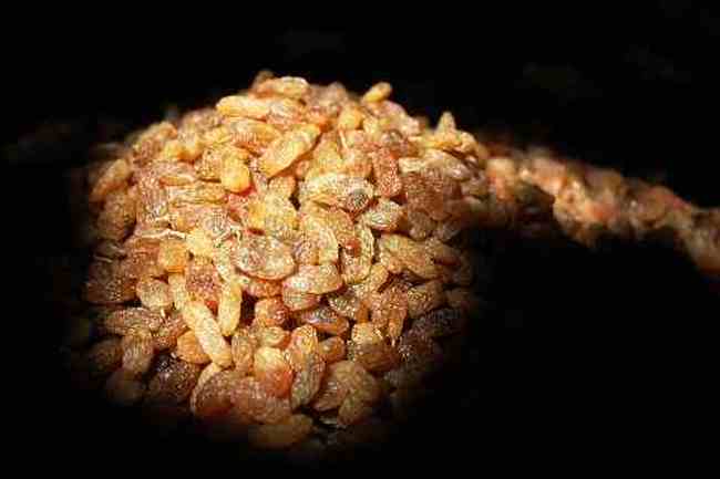 (北疆之五)吐鲁番的葡萄还没有熟,图十四