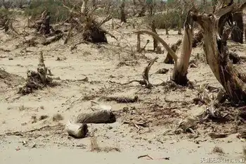 穿越塔克拉玛干（中）,图十五