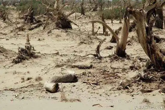 穿越塔克拉玛干（中）