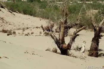 穿越塔克拉玛干（中）,图十