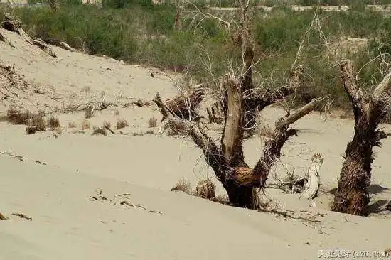 穿越塔克拉玛干（中）