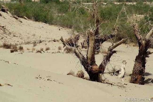 穿越塔克拉瑪干(中),圖十
