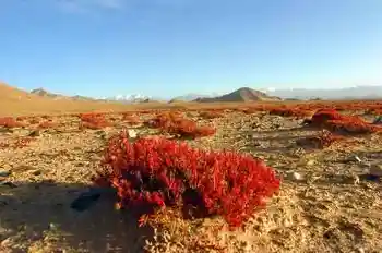 阿尔金山自然保护区!!!,图六