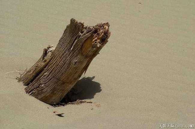 穿越塔克拉瑪干(中),圖二十二