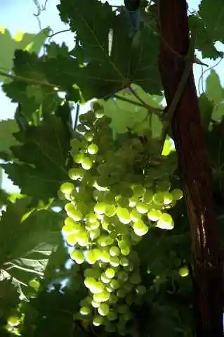 (北疆之五)吐鲁番的葡萄还没有熟