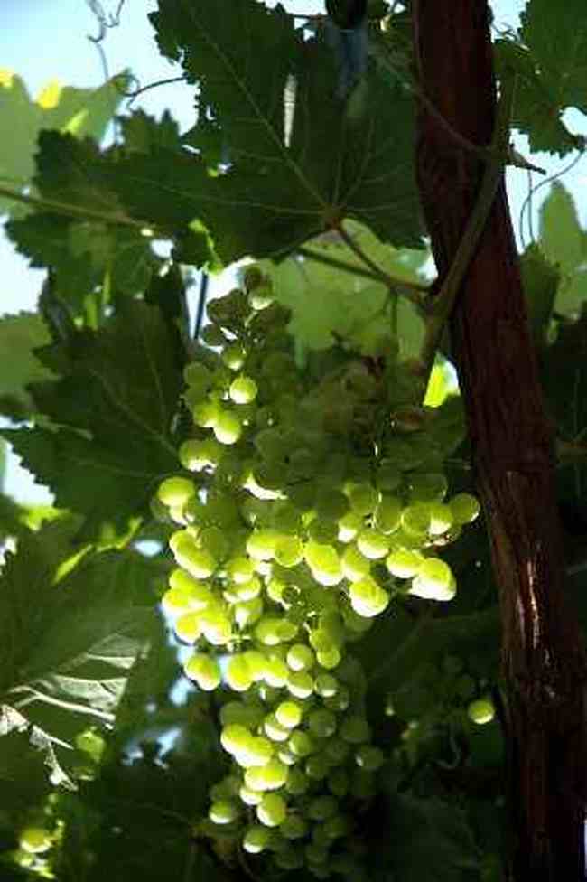 (北疆之五)吐鲁番的葡萄还没有熟,图十