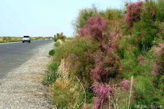 穿越塔克拉玛干（上）