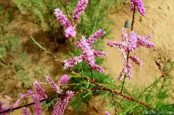 穿越塔克拉玛干（下）,图二十二