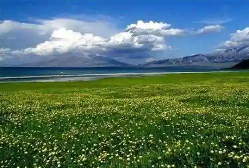 塞里木湖，花开时节