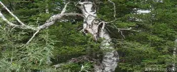 禾木一个童话世界（北疆纪行）,图十五