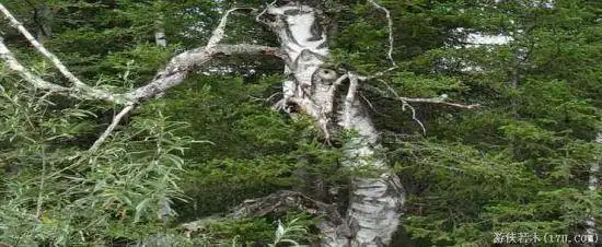 禾木一个童话世界（北疆纪行）