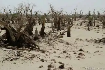 穿越塔克拉玛干（中）,图十一